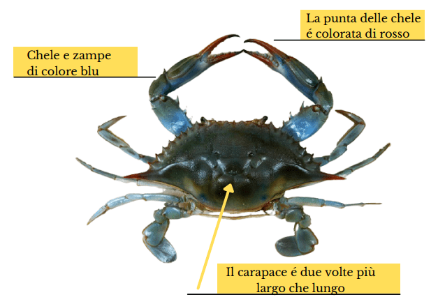 Granchio reale blu - ANAPI Pesca